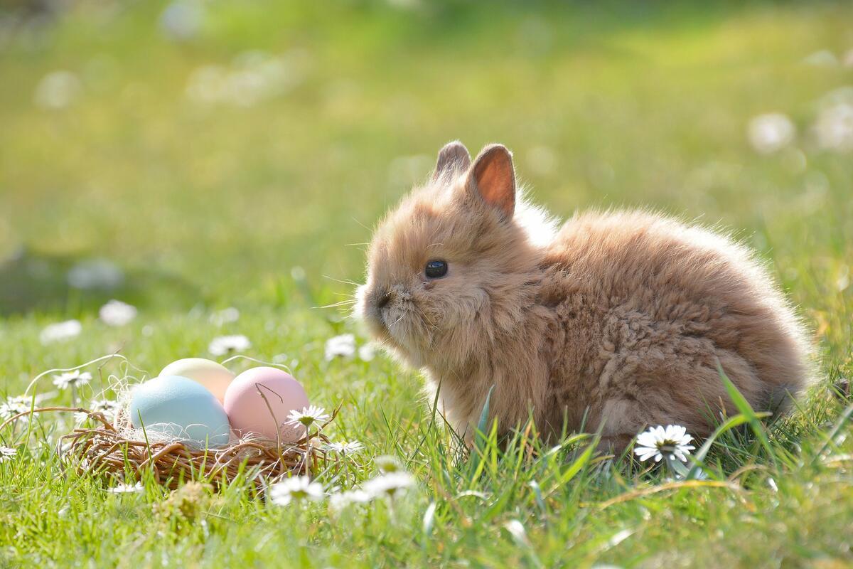 Nyuszi ül a fűben, avagy húsvéti kincskeresés a Sobri Jóska Élményparkban