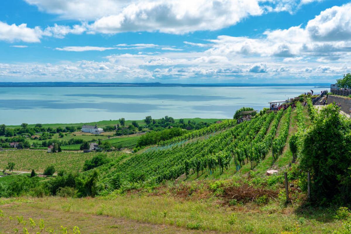 5 Balaton felvidéki pincészet, ahol isteni borokat kóstolhatsz!